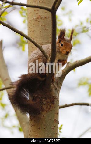 21 giugno 2004; Parco Nazionale di Hamra, SVEZIA; lo SCOIATTOLO ROSSO (Sciurus vulgaris) sono roditori onnivori che si trovano frequentemente in tutta l'Eurasia. È originaria della foresta di conifere e si trova anche nei boschi temperati di latifoglie. Gli scoiattoli rossi mangiano principalmente i semi degli alberi, spelando accuratamente coni di conifere per arrivare ai semi all'interno. Si mangiano anche funghi, uova di uccelli, bacche e germogli giovani. Foto Stock