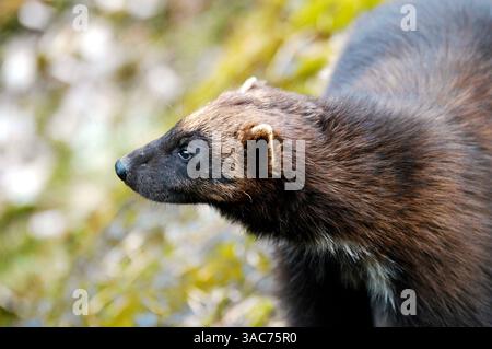 21 giugno 2004; Parco Nazionale di Hamra, SVEZIA; il WOLVERINE (Gulo gulo) è un mangiatore di carne ricco e muscoloso che assomiglia a un piccolo orso con una lunga coda. È noto che emana un odore molto forte ed estremamente sgradevole, dando luogo all'uso del termine "orso puzzolente” e "gatto cattivo” per descrivere l'animale. Il wolverine è estremamente forte per le sue dimensioni ed è noto per uccidere animali grandi come l'alce. I wolverini vivono principalmente in regioni artiche come Alaska, Canada settentrionale, Siberia e Scandinavia; i wolverini vivono anche in Russia e nei paesi baltici. E' stato riconosciuto Foto Stock