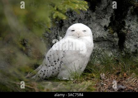 21 giugno 2004; Parco Nazionale di Hamra, SVEZIA; l'OWL INNEVATO (bubo scandiacus) si trova tipicamente nella regione circumpolare settentrionale, dove fa la sua casa estiva a nord di 60 gradi di latitudine nord. Tuttavia, è un uccello particolarmente nomade, e poiché le fluttuazioni della popolazione nelle sue specie di preda possono costringerlo a trasferirsi, è noto che si riproduce a latitudini più meridionali. Foto Stock