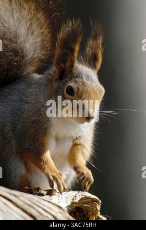 21 giugno 2004; Parco Nazionale di Hamra, SVEZIA; lo SCOIATTOLO ROSSO (Sciurus vulgaris) sono roditori onnivori che si trovano frequentemente in tutta l'Eurasia. È originaria della foresta di conifere e si trova anche nei boschi temperati di latifoglie. Gli scoiattoli rossi mangiano principalmente i semi degli alberi, spelando accuratamente coni di conifere per arrivare ai semi all'interno. Si mangiano anche funghi, uova di uccelli, bacche e germogli giovani. Foto Stock