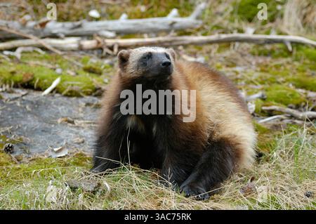 21 giugno 2004; Parco Nazionale di Hamra, SVEZIA; il WOLVERINE (Gulo gulo) è un mangiatore di carne ricco e muscoloso che assomiglia a un piccolo orso con una lunga coda. È noto che emana un odore molto forte ed estremamente sgradevole, dando luogo all'uso del termine "orso puzzolente” e "gatto cattivo” per descrivere l'animale. Il wolverine è estremamente forte per le sue dimensioni ed è noto per uccidere animali grandi come l'alce. I wolverini vivono principalmente in regioni artiche come Alaska, Canada settentrionale, Siberia e Scandinavia; i wolverini vivono anche in Russia e nei paesi baltici. E' stato riconosciuto Foto Stock