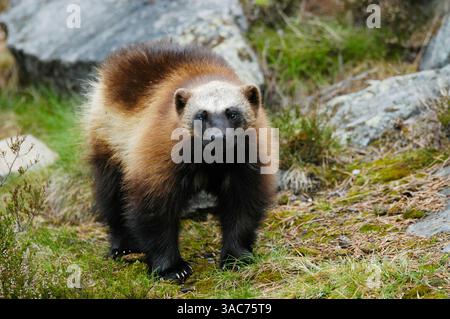 21 giugno 2004; Parco Nazionale di Hamra, SVEZIA; il WOLVERINE (Gulo gulo) è un mangiatore di carne ricco e muscoloso che assomiglia a un piccolo orso con una lunga coda. È noto che emana un odore molto forte ed estremamente sgradevole, dando luogo all'uso del termine "orso puzzolente” e "gatto cattivo” per descrivere l'animale. Il wolverine è estremamente forte per le sue dimensioni ed è noto per uccidere animali grandi come l'alce. I wolverini vivono principalmente in regioni artiche come Alaska, Canada settentrionale, Siberia e Scandinavia; i wolverini vivono anche in Russia e nei paesi baltici. E' stato riconosciuto Foto Stock