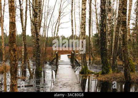 Sentiero in legno attraverso il paesaggio inondato della foresta di betulle. Il lungomare attraversa la tranquilla foresta di betulle allagata, l'atmosfera tranquilla, la prospettiva centrata, l'angolazione bassa, Foto Stock