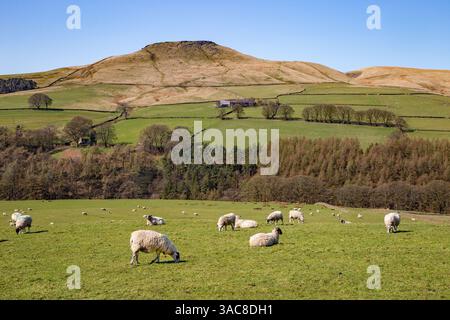 Pecore al pascolo sotto la collina di Shutlingsloe vicino al villaggio di Wildboarclough nel Peak District uno dei punti più alti in Cheshire Inghilterra Foto Stock