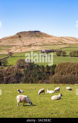 Pecore al pascolo sotto la collina di Shutlingsloe vicino al villaggio di Wildboarclough nel Peak District uno dei punti più alti in Cheshire Inghilterra Foto Stock