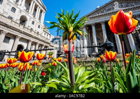 Londra, Regno Unito. 3 aprile 2025. I tulipani fioriscono per la primavera fuori dalla Bank of England - clima soleggiato a Londra nel giorno della Festa della Liberazione del presidente Donald Trump, quando ha applicato tariffe sulla maggior parte delle importazioni, tra cui il 10% su quelle provenienti dal Regno Unito. Crediti: Guy Bell/Alamy Live News Foto Stock