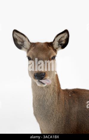 Cervo rosso (Cervus elaphus), femmina in inverno, Germania | Rothirsch (Cervus elaphus), Hirschkuh im Winter, Deutschland Foto Stock
