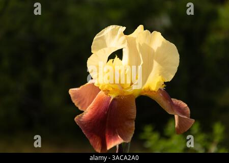Iris barbute fiori nel giardino estivo su aiuole. Primo piano. All'aperto. Foto Stock