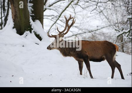 Cervo rosso (Cervus elaphus), maschio in inverno, Germania | Rothirsch (Cervus elaphus) im Winter, Nordrhein-Westfalen, Deutschland Foto Stock