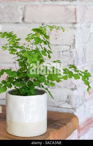 Pianta di casa della felce di Maidenhair su scaffale in legno di fronte alla parete di mattoni Foto Stock
