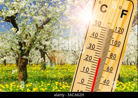 Warme Temperatur zum Frühlingsanfang Ein Thermometer zeigt Warme Temperatur zum Frühlingsanfang mit blühenden Blumen und Knospen im Hintergrund - FOTO Foto Stock