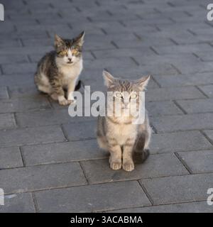 Due giovani gatti del vicolo seduti su una strada lastricata di pietra. Foto Stock