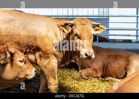 Vitelli di Jersey in stalla in un allevamento di bestiame Foto Stock