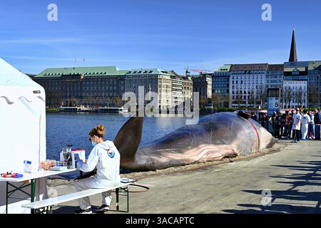 15 metri lange Attrappe eines Pottwals an der Binnenalster ad Amburgo, Germania. Eine Kunstaktion der belgischen Künstlergruppe Captain Boomer Collective, das auf die Folgen von Klimawandel und Umweltzerstörung aufmerksam machen will, nur redaktionelle Nutzung *** manichino lungo 15 metri di capodoglio sull'Alster interno di Amburgo, Germania un progetto artistico del gruppo di artisti belgi Captain Boomer Collective, che mira a richiamare l'attenzione sulle conseguenze del cambiamento climatico e della distruzione ambientale, solo per uso editoriale Foto Stock