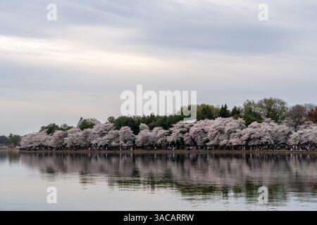 Washington D.C. - marzo 29 2025: Fioritura dei ciliegi lungo il bacino delle maree a Washington D.C. con grandi folle Foto Stock