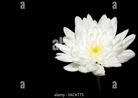 sfondo nero a fiore singolo minimalista Foto Stock
