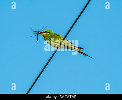 Il mangiatore di api dalle guance blu (Merops persicus), mangiando la libellula dell'imperatore, Cipro Foto Stock