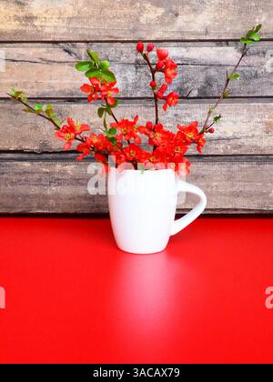 Vita morta con fiori rossi e stoviglie. Rami e fiori scarlatto di chaenomeles in una tazza bianca con un manico su un tavolo rosso, contro il backgro Foto Stock