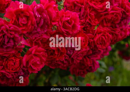 Molte Red Climbing Roses. Immagine riempita di rose rosse ornamentali. Cespuglio di bellissime rose scarlatte arrampicate su sfondo verde. Molta rosa di velluto rosso Foto Stock