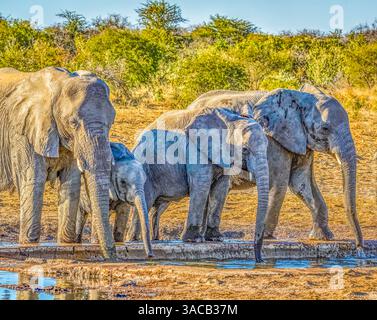 Parco nazionale di Etosha, Namibia, Africa. Ritratto di una famiglia di elefanti africani che bevono acqua da uno stagno. Foto Stock