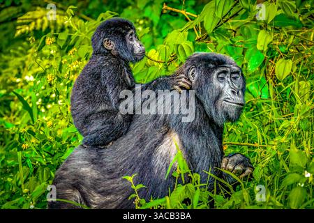 Foresta impenetrabile di Bwindi, Uganda, Africa. Ritratto di madre e bambino in via di estinzione, di cui metà della popolazione mondiale vive a Uga Foto Stock