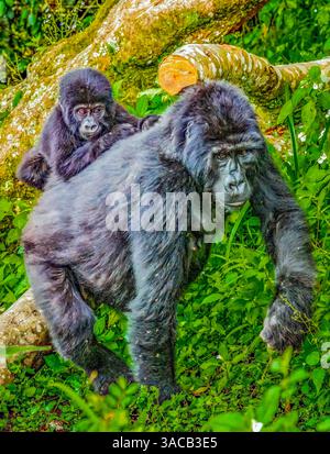 Foresta impenetrabile di Bwindi, Uganda, Africa. Ritratto di madre e bambino in via di estinzione, di cui metà della popolazione mondiale vive a Uga Foto Stock