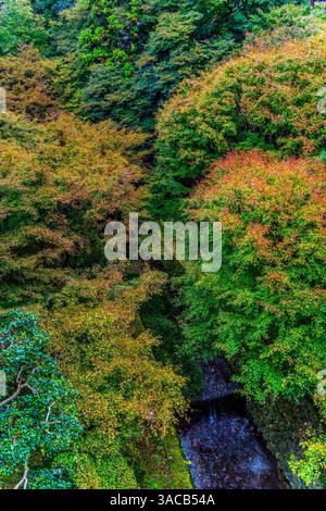 Fogliame colorato, tempio buddista Tofuku-ji, Kyoto, Giappone. Famosa per le sue foglie autunnali, risale al 1236. Famosa vista dal ponte Tsutenkyo nel tempio, Foto Stock