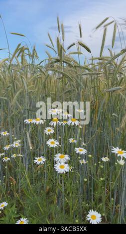 Daisie che crescono in un campo di segale sotto il cielo blu Foto Stock