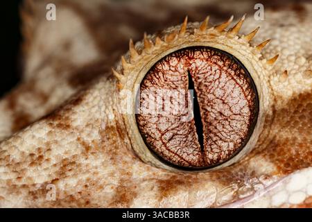 Geco crestato, primo piano, nativo della nuova Caledonia. Foto Stock