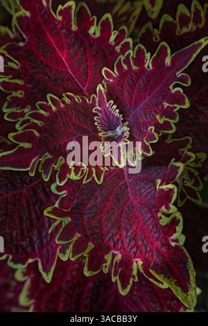 Primo piano della pianta di Coleus. Foto Stock