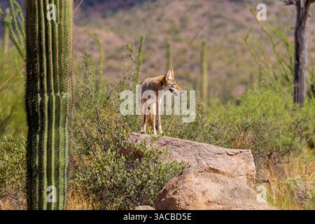Un coyote sfrutta la roccia per ottenere una visuale migliore. Foto Stock