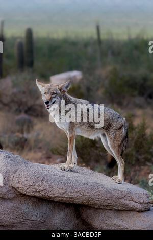 Un coyote sfrutta la roccia per ottenere una visuale migliore. Foto Stock