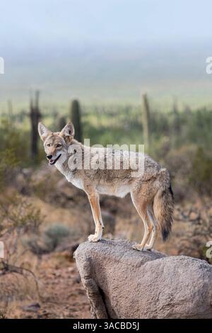 Un coyote sfrutta la roccia per ottenere una visuale migliore. Foto Stock