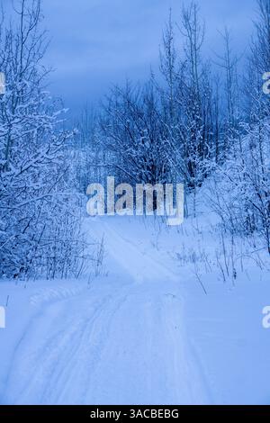 Percorso attraverso la foresta innevata Foto Stock