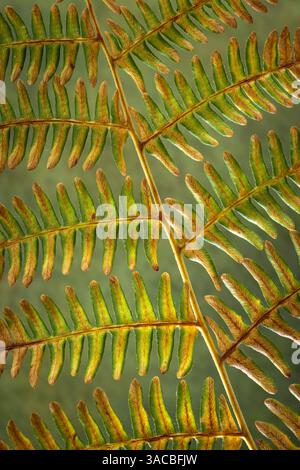 Stati Uniti, Stato di Washington, Seabeck. Dettagli felce Bracken. ©Don Paulson / Jaynes Gallery / DanitaDelimont.com Foto Stock