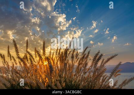 Stati Uniti, Stato di Washington, Seabeck. Erbe ornamentali al tramonto. ©Don Paulson / Jaynes Gallery / DanitaDelimont.com Foto Stock