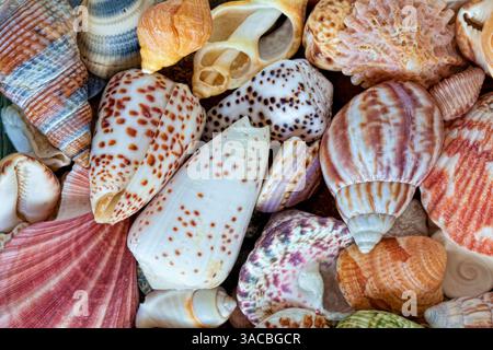 Stati Uniti, Stato di Washington, Seabeck. Primo piano di una varietà di conchiglie. ©Don Paulson / Jaynes Gallery / DanitaDelimont.com Foto Stock
