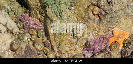 Stato di Washington, Stati Uniti. Olympic National Park, Second Beach, stelle ocra e anemoni verdi giganti. Foto Stock