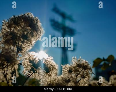 Teste di semi clematizzati retroilluminati di fronte a un palo elettrico sfocato vicino ai binari ferroviari di Berlino-Friedrichshain, Germania, catturate con una calda carica serale Foto Stock