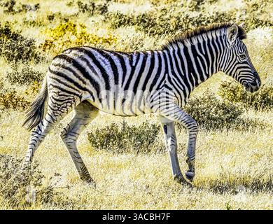 Parco nazionale di Etosha, Namibia, Africa. Ritratto della giovane Plains Zebra nella savana al tramonto. Foto Stock