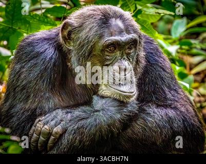 Foresta impenetrabile di Bwindi, Uganda, Africa. Ritratto ravvicinato dello scimpanzé comune nella foresta pluviale tropicale. Foto Stock