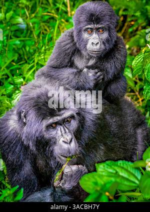 Foresta impenetrabile di Bwindi, Uganda, Africa. Ritratto di madre e bambino Gorilla di montagna che si forgiano nella foresta pluviale tropicale. Foto Stock