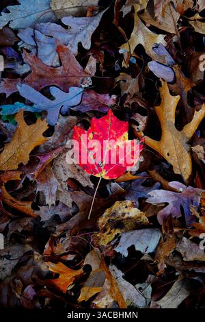 Una foglia rossa vibrante contrasta nettamente con le foglie marroni e gialle sparse sul fondo della foresta, mostrando la bellezza dell'autunno in un ambiente naturale Foto Stock