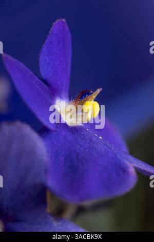 Vista ravvicinata del fiore di viola africana. Foto Stock