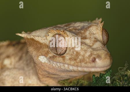 Geco crestato, originario della nuova Caledonia. Foto Stock