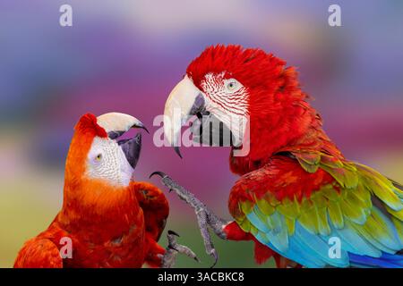 Macchia rossa e verde, macchia alata verde. Foto Stock