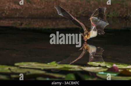 Il pipistrello pallido entra in un piccolo laghetto per un drink Foto Stock