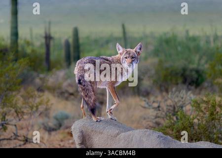 Un coyote sfrutta la roccia per ottenere una visuale migliore. Foto Stock