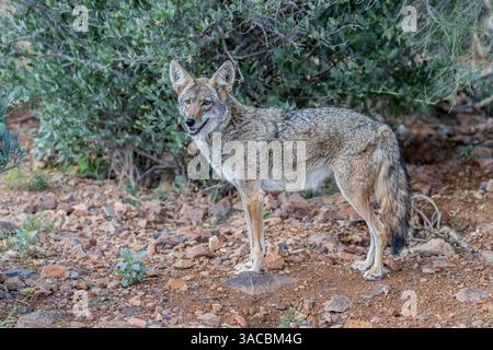 Un coyote sfrutta la roccia per ottenere una visuale migliore. Foto Stock