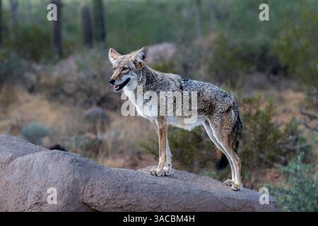 Un coyote sfrutta la roccia per ottenere una visuale migliore. Foto Stock